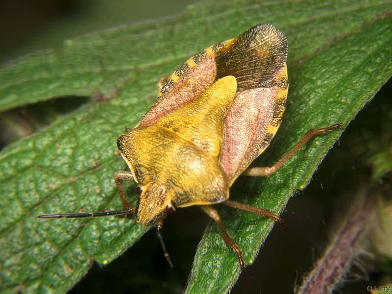 Carpocoris purpureipennis (De Geer, 1773)